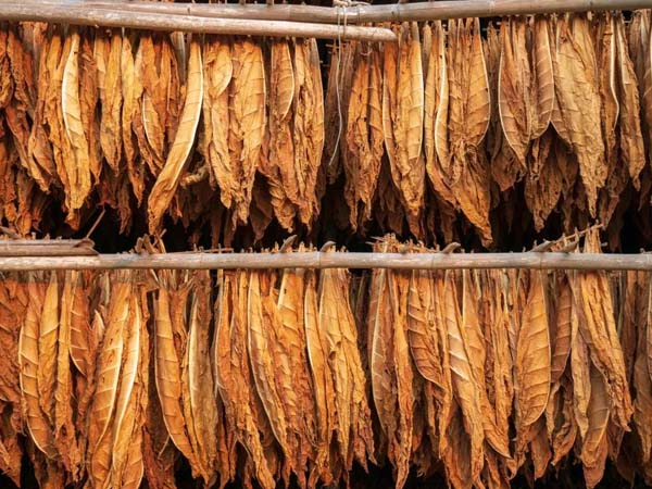 real-time-temperature-monitoring-solutions-for-tobacco-leaf-storage1.jpg